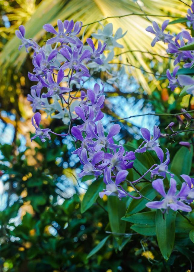 Plantation Inn Weligama Eksteriør billede