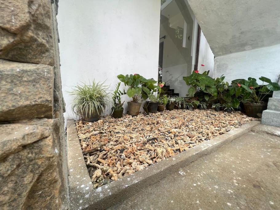 Plantation Inn Weligama Eksteriør billede